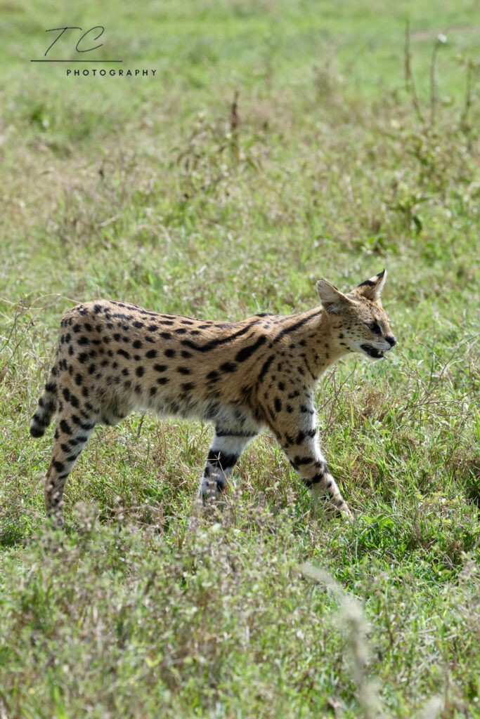 Serval Cat NgoroNgoro